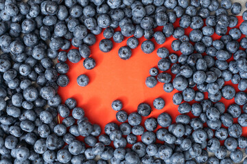 Large blueberries on a red background, close-up