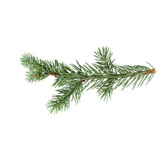 christmas branch isolate