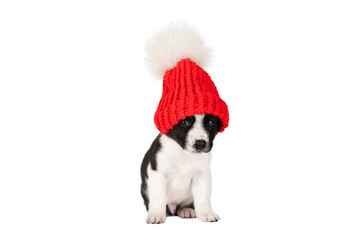 puppy in christmas red hat isolate