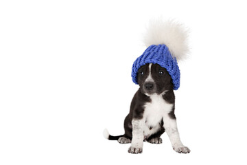 puppy in purple hat isolate
