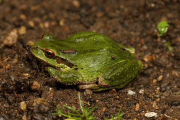 Closeup on a cute green, Pacific treefrog, Pseudacris regilla, sitting on the ground in north Oregon