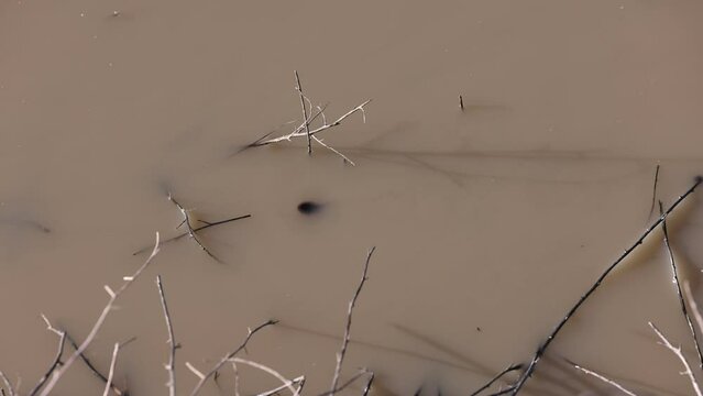  Following the outline of a toad tadpole as it swims under the surface of a mud puddle.