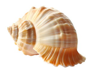 Isolated bright spiral seashell conch for use as decoration element - obrazy, fototapety, plakaty