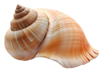 Isolated bright spiral seashell conch for use as decoration element