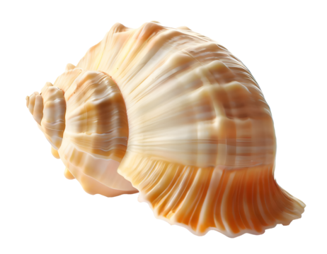 Isolated bright spiral seashell conch for use as decoration element