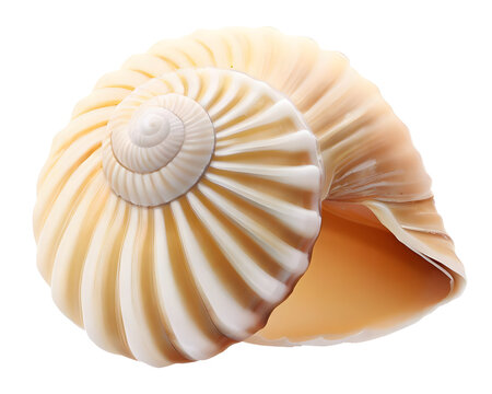 Isolated bright spiral seashell conch for use as decoration element