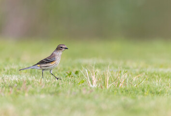 Myrtle Warbler, Setophaga coronata