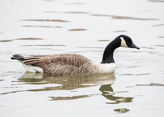 Greater Canada Goose, Branta canadensis
