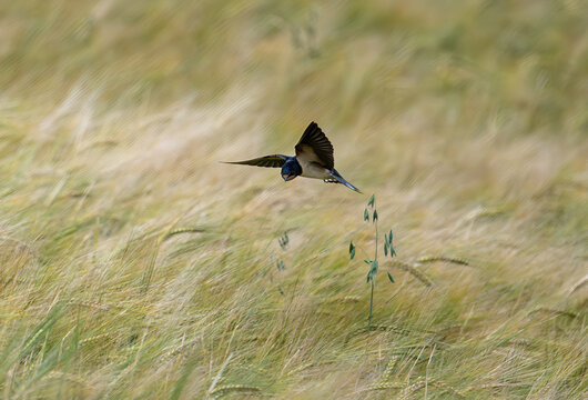 Swallow in a Cornfield Denmark summerday