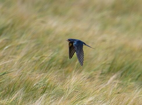 Swallow in a Cornfield Denmark summerday