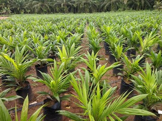Obraz premium oil palm nursery in south kalimantan - indonesia