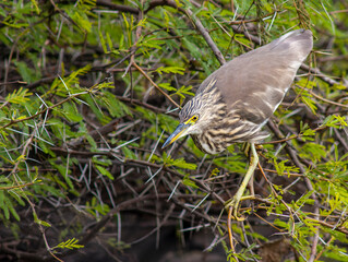 Indian Pond Heron, Ardeola grayii