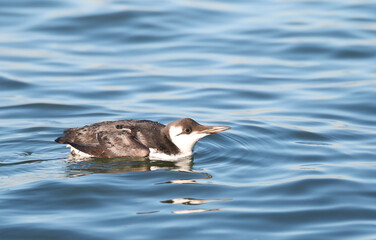 Common Guillemot, Uria aalga