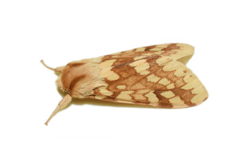 Lophocampa maculata, the Yellow-spotted tussock moth on white background