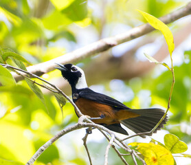 Fototapeta premium White-capped monarch, Monarcha richardsii