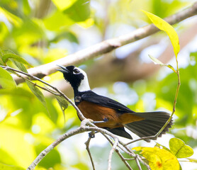 White-capped monarch, Monarcha richardsii