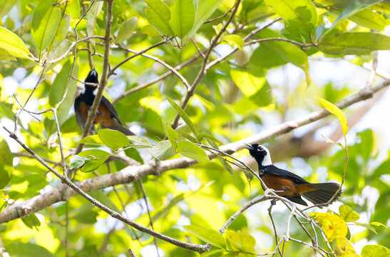 White-capped monarch, Monarcha richardsii