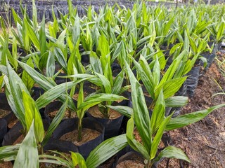 Obraz premium oil palm nursery in south kalimantan - indonesia 