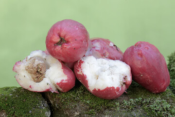 A bunch of pink Malay apples that fell to the ground in the wind. This plant has the scientific...