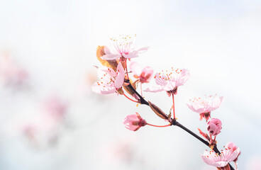 Blüten