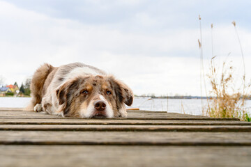 Australian Shepherd