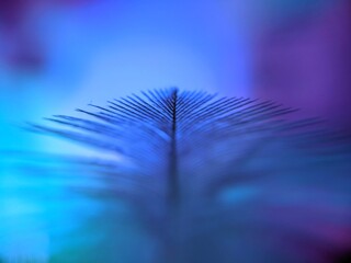 turkey feather on a blue color background