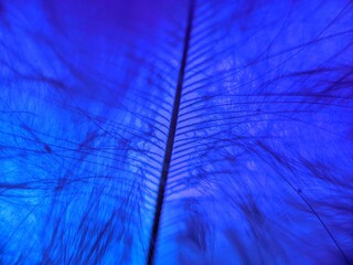 turkey feather on a blue color background