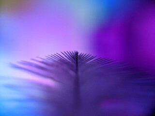 turkey feather on a blue purple color background