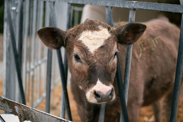 Single Brown Alpine Cow Resting in a Swiss Farmyard