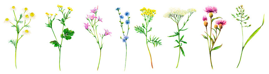 Realistic set of meadow wildflowers - field bell, camomile, chicory, bluegrass, yarrow, cornflower, buttercup and tansy hand-drawn. Watercolor floral natural illustration of delicate plants isolated - obrazy, fototapety, plakaty