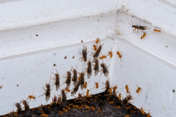 Inwazja latających mrówek w mieszkaniu - obrazy, fototapety, plakaty