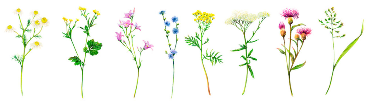 Realistic set of meadow wildflowers - field bell, camomile, chicory, bluegrass, yarrow, cornflower, buttercup and tansy hand-drawn. Watercolor floral natural illustration of delicate plants isolated