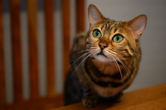Bengalkatze
