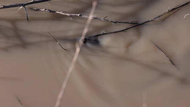 Western Toad jumps from his perch to swim out of focus