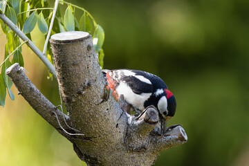 an adult Dendrocopos major sitting on a branch