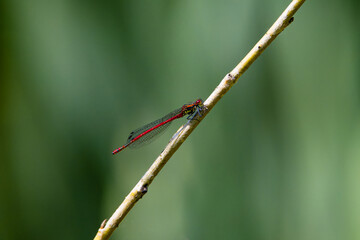 Crocothemis erythraea sitting on a reed leaf