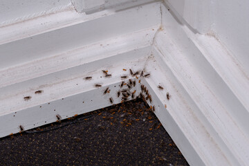 Plaga latających mrówek w domu