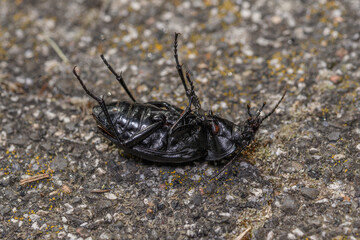 Olbrzymi czarny owad leży na pancerzu. Biegacz fioletowy 