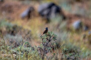 Beautiful isolated portrait of a single Rock bunting bird in the wild- Armenia