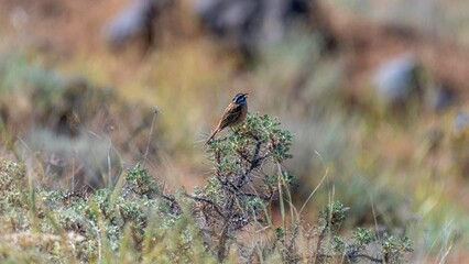 Beautiful isolated portrait of a single Rock bunting bird in the wild- Armenia