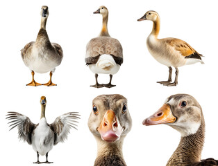 Goose bird, many angles and view portrait side back head shot isolated on transparent background cutout, PNG file