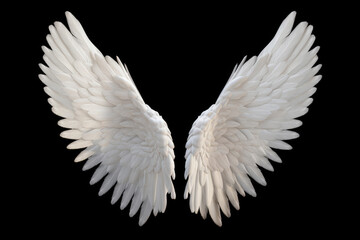 Fototapeta na wymiar White angel wing isolated
