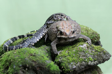 A young salvator monitor lizard attacks a Malayan giant toad on a rock overgrown with moss. This reptile has the scientific name Varanus salvator.
