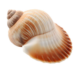 Isolated bright spiral seashell conch for use as decoration element