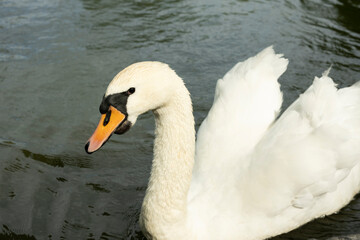 schwan