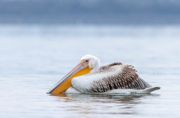 Great White Pelican, Pelecanus onocrotalus