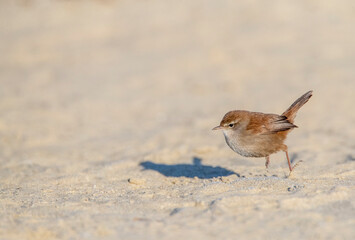 Cetti's Warbler, Cettia cetti