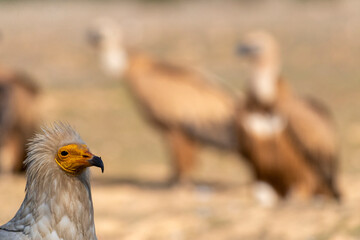 Egyptian Vulture, Neophron percnopterus