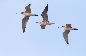 Obraz premium Eurasian Whimbrel, Numenius phaeopus