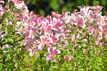 Lilies are my favorite flower